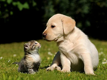 Tierhaarallergie Hund Katze Neurodermitis