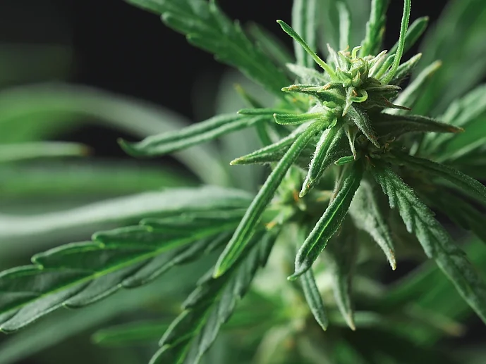 Hanf Hanfhautpflege CBD-Öl