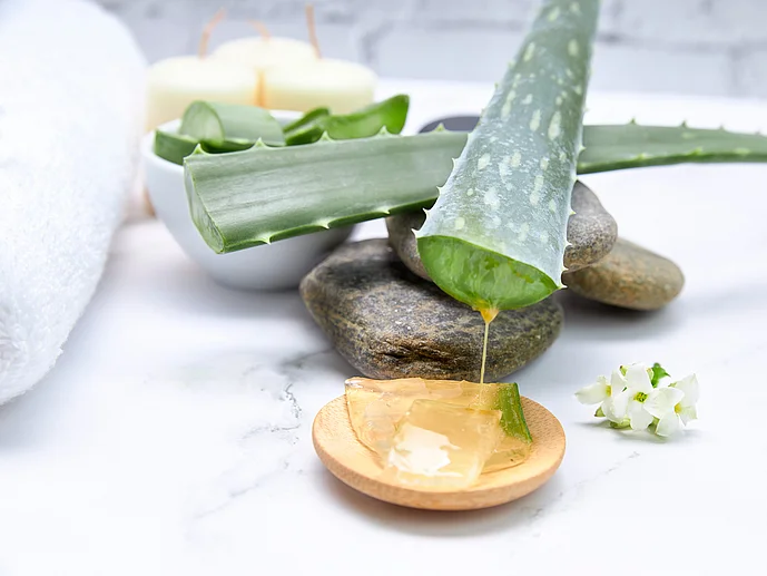 Aloe Vera Aloevera Aloepflanze Aloe Vera Gel