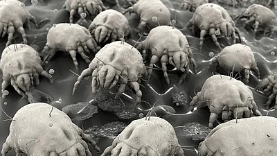 Hausstaubmilbenallergie Ursachen Behandlung
