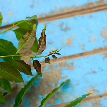 Neem Heilpflanze bei Hautbeschwerden