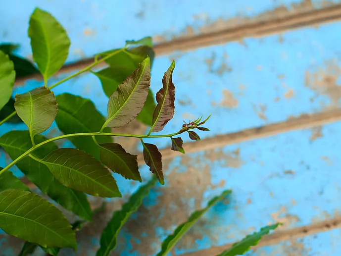 Neem Heilpflanze bei Hautbeschwerden