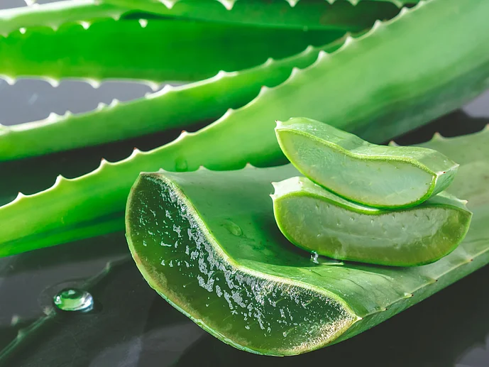 Aloe Vera Aloevera Aloepflanze Aloe Vera Gel